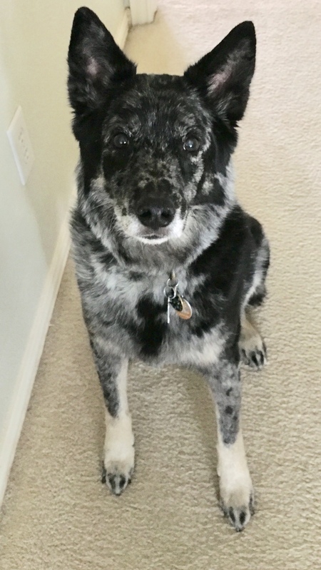 Pepper Sydney Norman