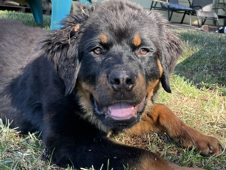 Bear