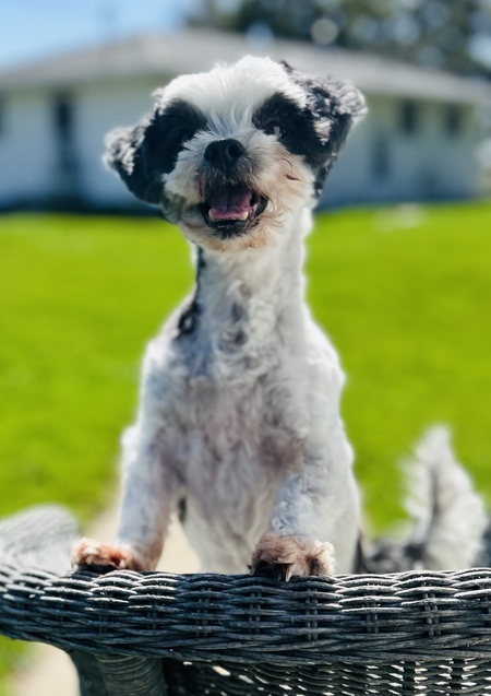 Harley