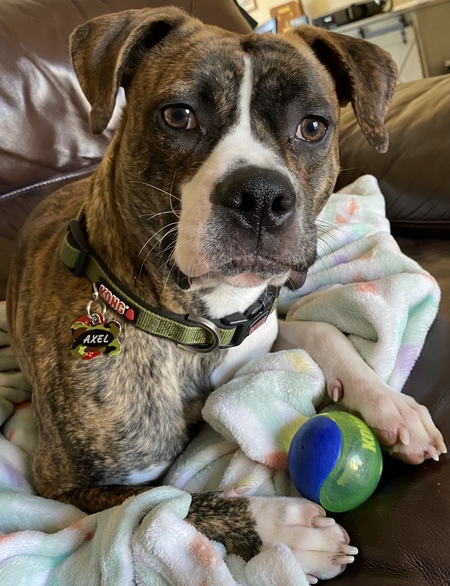Axel