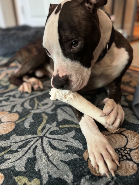 Gordie