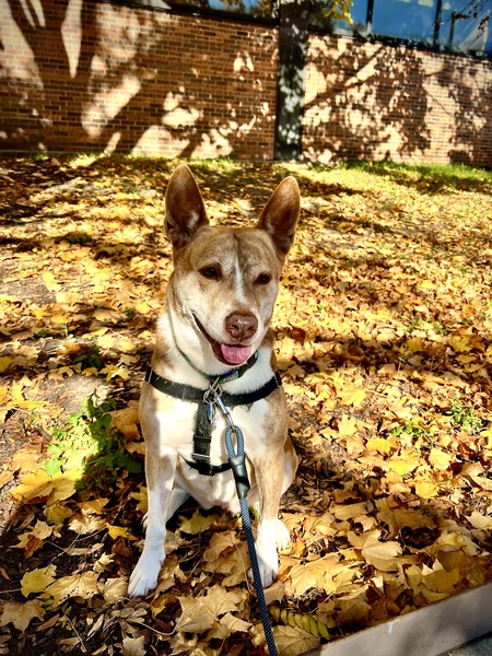 Rhoda
