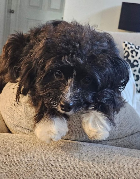 Pippa