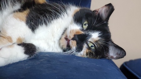 Nutmeg