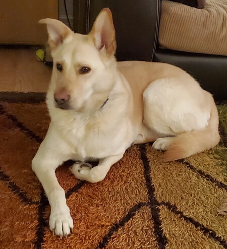 Zasha