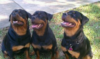 Rott Trio 