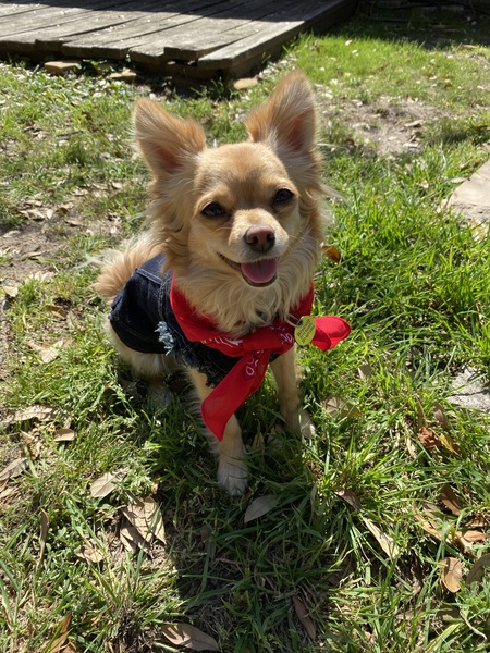 Biscuit
