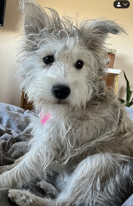 Banjo
