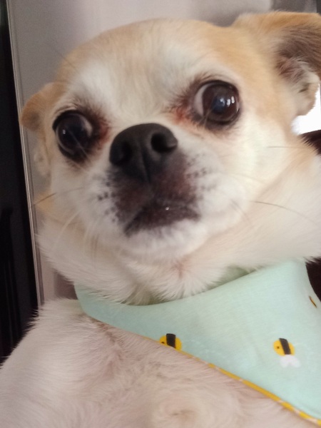 Tulip LaRue 