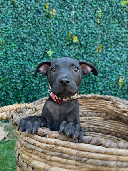 Baby Groot