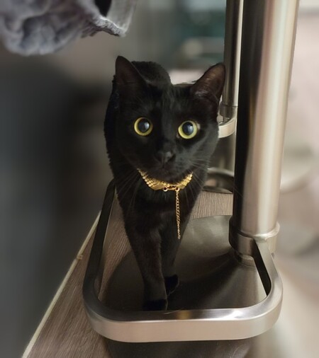 Nyx