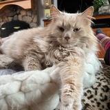 Entry image for Bobo aka Alfio Scandura