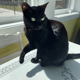 Entry image for Kiki