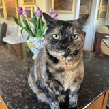 Entry image for Mon Chi Chi aka Rosa Nicolosi