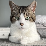 Entry image for Cody