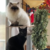 Entry image for Alley Cat and Mochi