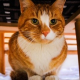 Entry image for Harris