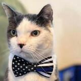 Entry image for Toto