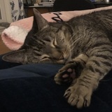 Entry image for Catnip