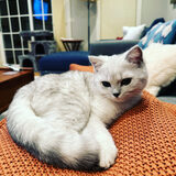 Entry image for Leopold Stotch McStuffins