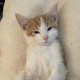 Entry image for Chandler