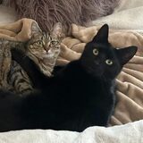 Entry image for Amy and Sheldon