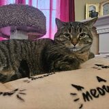 Entry image for Opal