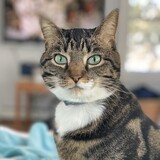 Entry image for Pepper