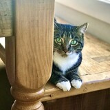 Entry image for Pepper