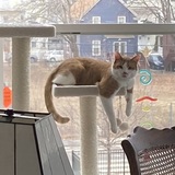 Entry image for Archie