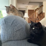 Entry image for Zoe & Zuzu