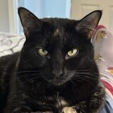 Entry image for Lucy