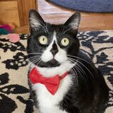 Entry image for Oreo