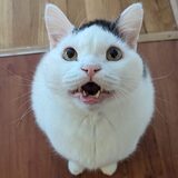 Entry image for Mr. Spock