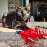 Entry image for Odin