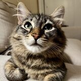 Entry image for Olive