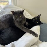 Entry image for Gandalf the Grey & Stevie Nicks