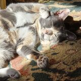 Entry image for Delilah