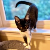 Entry image for Vela