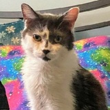 Entry image for Brokentail