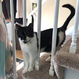 Entry image for Pomegranate