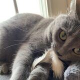 Entry image for Xena