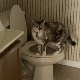 Entry image for Opal