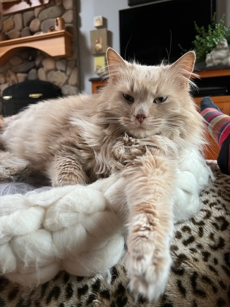 Entry image for Bobo aka Alfio Scandura. Clicking this image will show a larger photo