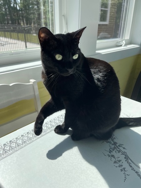 Entry image for Kiki. Clicking this image will show a larger photo