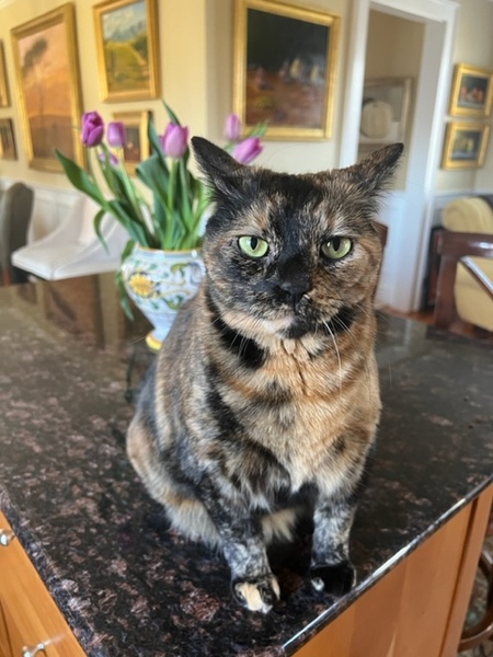 Entry image for Mon Chi Chi aka Rosa Nicolosi. Clicking this image will show a larger photo