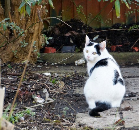 Entry image for PT. Clicking this image will show a larger photo