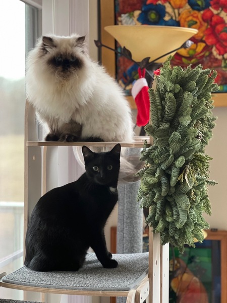 Entry image for Alley Cat and Mochi. Clicking this image will show a larger photo