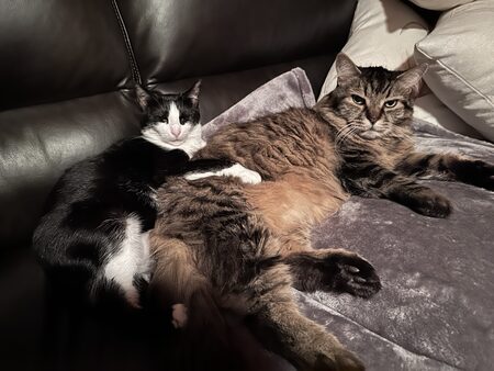 Entry image for Lola and Jackson. Clicking this image will show a larger photo