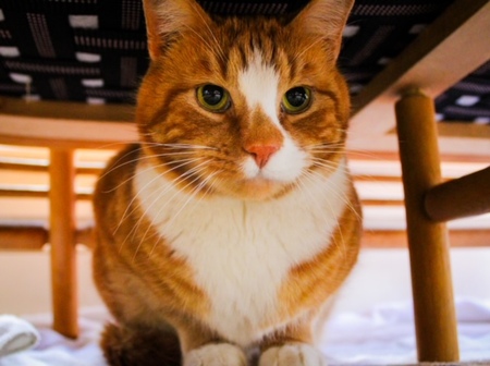 Entry image for Harris. Clicking this image will show a larger photo